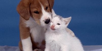 Repelente de perros y gatos