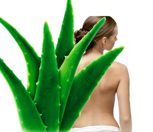 Nuevo quitagrasas con Aloe Vera agerul